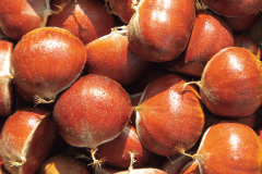 宮沢栗農園 直売所 焼栗 生栗 謙信甘栗 上越市 謙信甘栗(倉方甘栗)